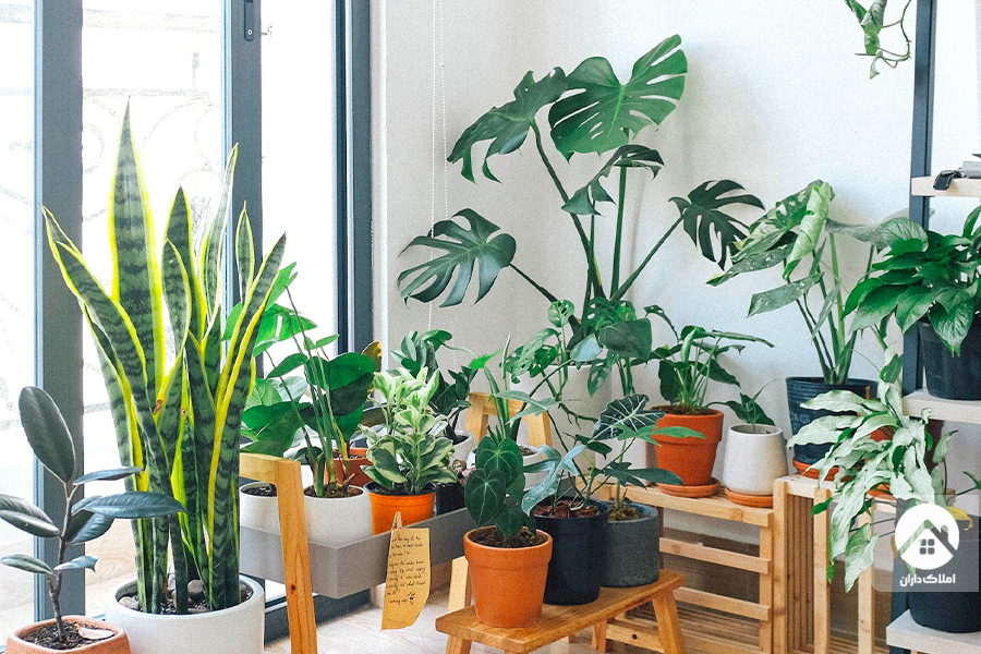 فاکتورهای مهم و تاثیرگذار در نگهداری از گیاهان آپارتمانی